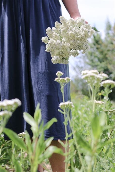 The Many Benefits of Yarrow Plant - Tidbits