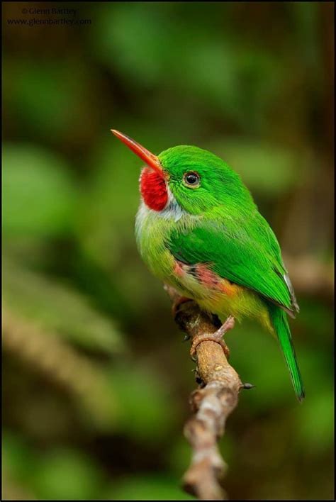 Jamaican Tody (Todus todus) | Focusing on Wildlife