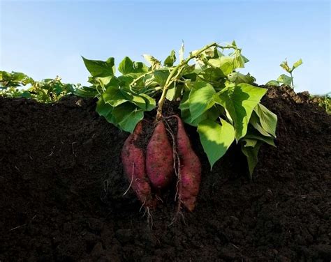 16+ Impressive Sweet Potato Gardening Photos - Container Gardening ...