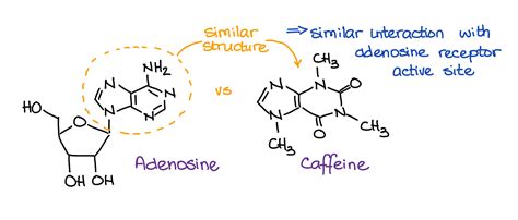 Caffeine: How it works and myths surrounding it - Chemistry Help Center