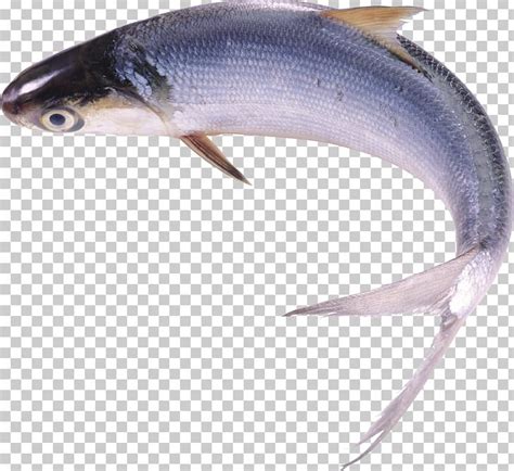 Milkfish Food Freshwater Fish PNG, Clipart, Animals, Download, Dried Fish, Fish, Fish Png Free ...