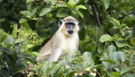 Caribbean Wildlife - Access the Untamed Nature of Enticing Barbados