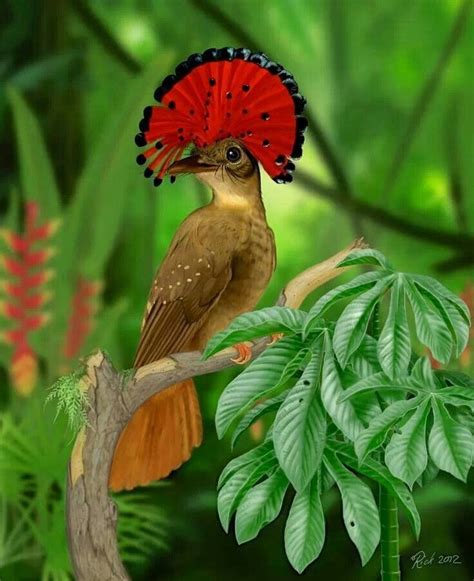 Royal Flycatcher, Amazon Forest | Birds, Beautiful birds, Pretty birds