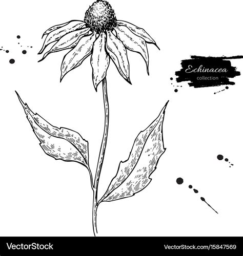 Echinacea drawing isolated purpurea flower Vector Image