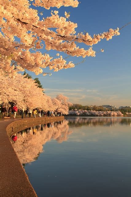 Cherry Blossom's at Sunrise | Nature photography, Nature pictures ...