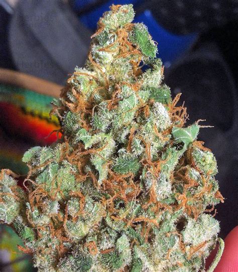 Lemon Thai Kush fem cannabis seeds for sale - Herbies