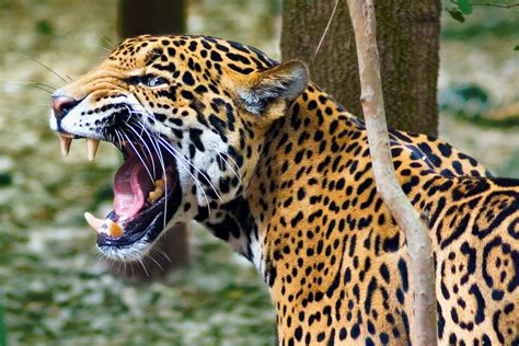 angry jaguar | this guy was showing off a bit after a brief … | Flickr