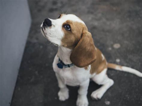 The Pocket Beagle - A Complete Breed Information Guide - Your Dog Advisor