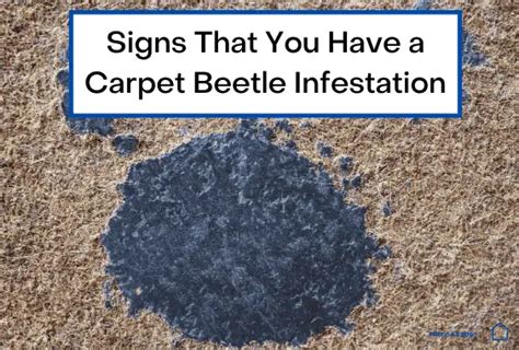 6 Signs That You Have a Carpet Beetle Infestation – Home Keeper Hub