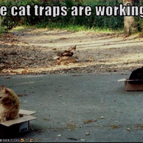 Boxes are cat traps | Cat traps, Funny cat memes, Cats