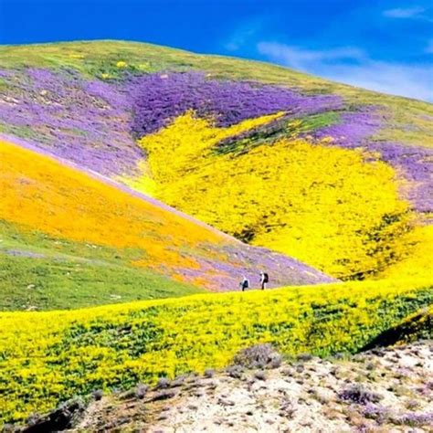 Talk about a super bloom 💜💛🧡💚 | Beautiful landscapes, Scenery, Most ...