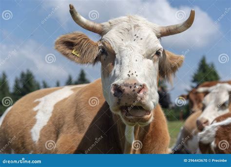 Rogla, Pohorje Mountain Range, Slovenia, Europe - Cows on Pasture Stock ...