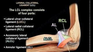 MRI Anatomy of Lateral Elbow Ligaments | Doovi