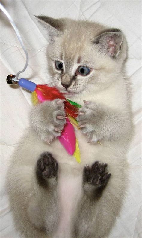 20 Cats That Look Absolutely Adorable Playing With Their Toys - I Can Has Cheezburger?