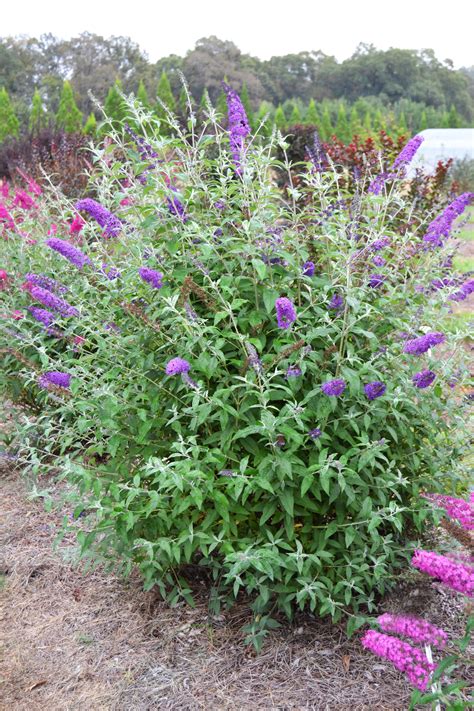 How To Transplant Butterfly Bush