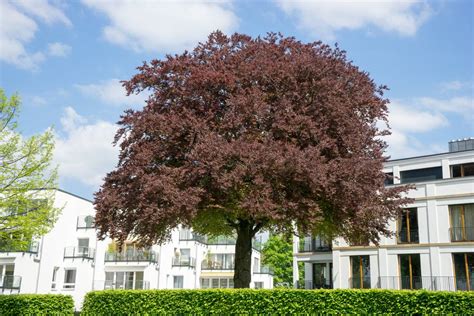 Popular Front Yard Landscape Trees