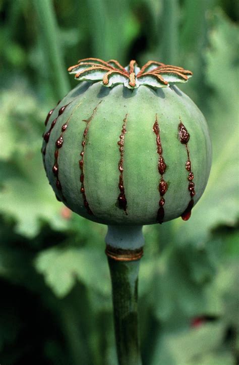 Unripe Seed Capsule Of Opium Poppy Photograph by Dr Jeremy Burgess ...