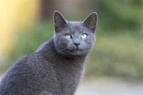 7+ Facts About Russian Blue Cats [Personality, History, Health & More]