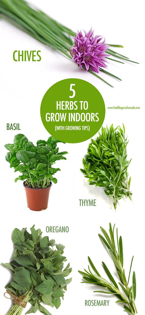 Our Top Five Herbs To Grow Indoors This Winter | Food Bloggers of Canada