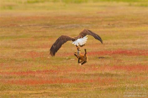 Photographer Captures Eagle and Fox Fighting Over Rabbit in Midair. Who Will Win?