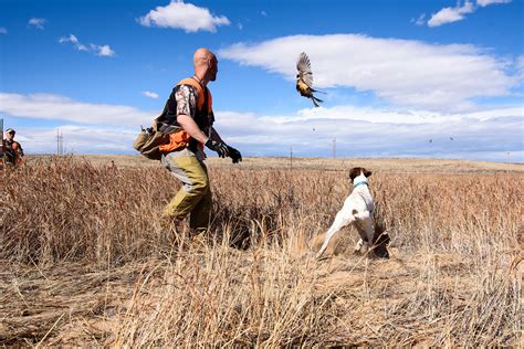 Colorado Pheasant Hunting - Longmeadow Game Resort