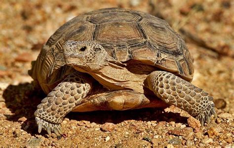 Mojave Desert Tortoise – Mojave Animal Protection