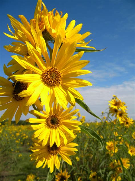 Pin by Cheri Freeman on Flowers | Prairie, Tallgrass prairie, Native plants