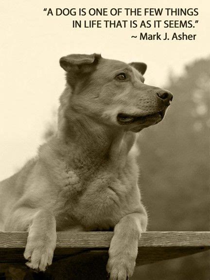 Dog Life Quotes - ShortQuotes.cc