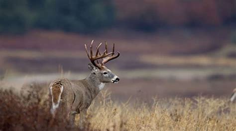 How to Adjust to the Rut’s Phases | An Official Journal Of The NRA