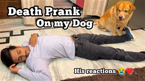 Death prank on my dog😂 | Anant rastogi - YouTube