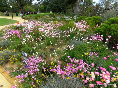 The Travelling Lindfields: Wildflowers in Western Australia: Kings Park, Perth.
