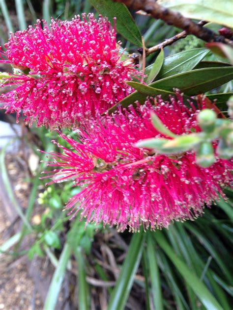 australian bottlebrush | Bottle brush, Plants