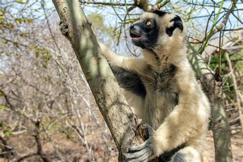 Sifaka,Lemur,,Silky,Sifaka,(propithecus,Candidus),,Madagascar | Good Nature Travel Blog