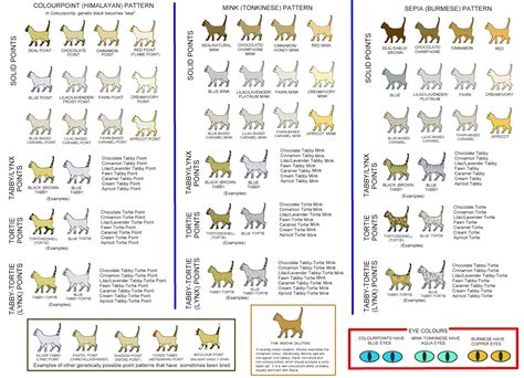 Chinchilla Color Chart