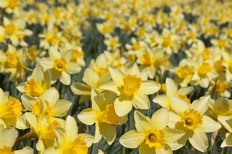 Daffodil field | Daffodil field at the Wye Mountain Daffodil… | Flickr