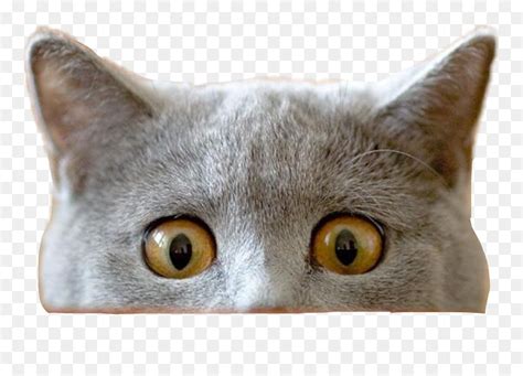 Cat Peeking Transparent Png , Png Download - Funny Cat Transparent ...