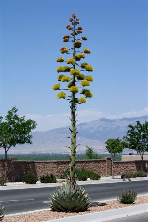 Top 10 Flowers that Take Years to Bloom | TopTeny.com | Agave plant ...