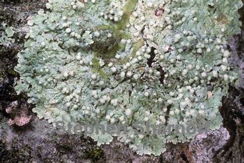 Lichens — bioindicators of air pollution | Smoky Streets