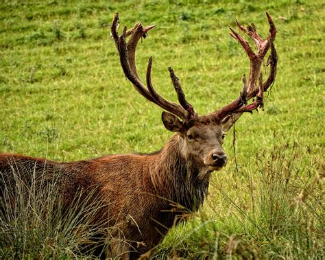 Wildlife in the Alps