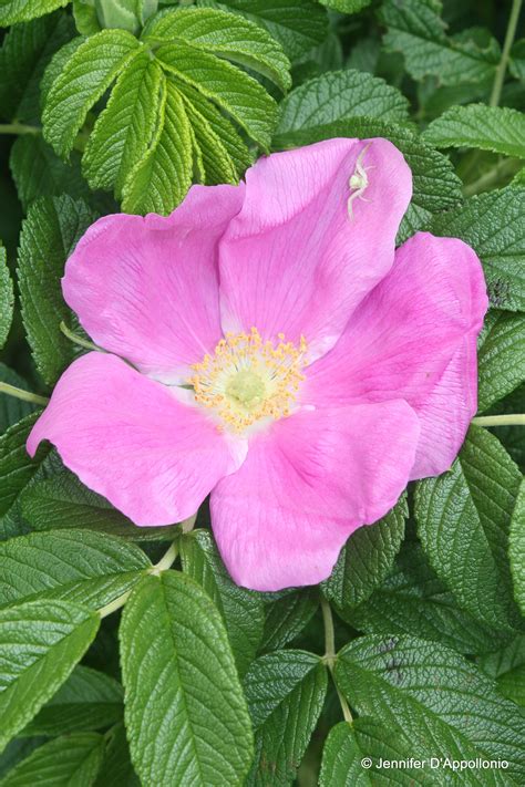 Rugosa rose - Cooperative Extension: Maine Wild Blueberries - University of Maine Cooperative ...