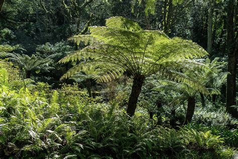 Jurassic - Awesome Rainforest with Tree Ferns Photograph by Georgia Mizuleva - Pixels