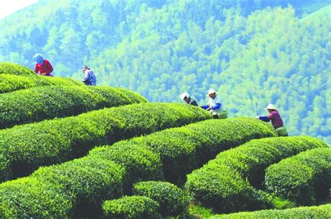 Discover Chinese Tea Culture in Hangzhou: Longjing Tea Plantations - Tourist Platform