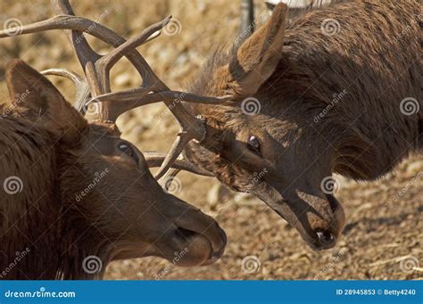 Bull Elk with Antlers Locked. Stock Image - Image of outdoor, nature: 28945853