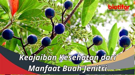 Keajaiban Kesehatan dari Manfaat Buah Jenitri - Biotifor