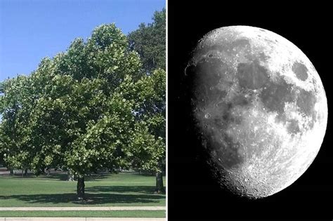 Does your garden have 1 of 15 missing 'Moon Trees' grown from seeds that flew around the Moon 34 ...