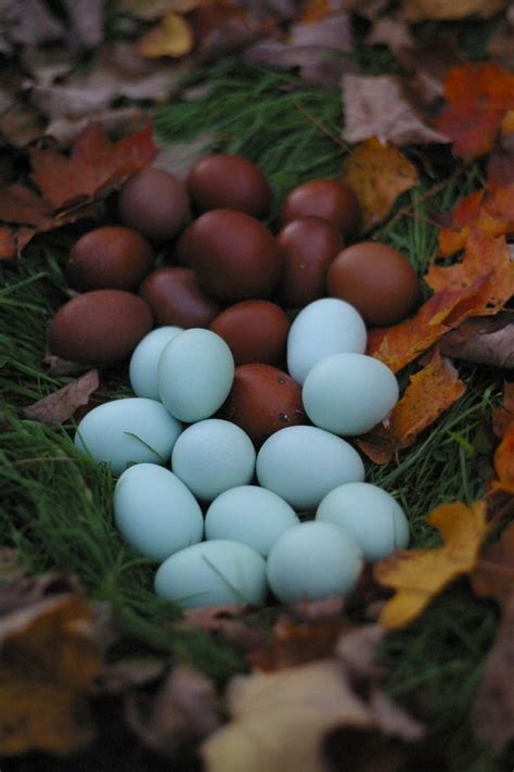 Self Blue Ameraucana Hatching Eggs: Half Dozen--Available Now