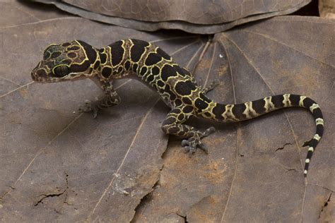 Myanmar caves yield up 19 new gecko species