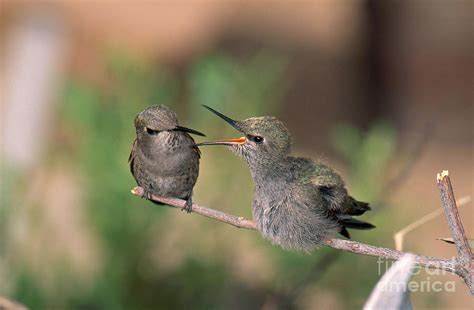 Costas Hummingbird Feeding Young Photograph by Anthony Mercieca - Fine Art America