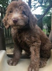 Weimardoodle | Weimaraner Poodle Mix