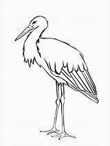 Stork Coloring Page  Home sketch template